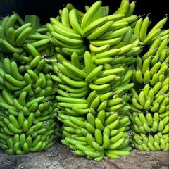 Reliable Green Cavendish Banana Fresh Produce With Consistent Quality Natural Flavor Firm Texture And Competitive – product photo 1, product detail gallery