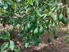 Avocado – product photo 3, product detail gallery