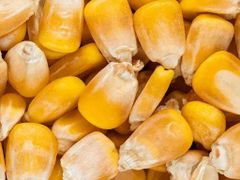 YELLOW CORN MAIZE GMO FREE Packaging BULK Max. Moisture (%) <14 Impurities Less Than 1% Delivery Time 45-60 Days Shelf Life Up To 24 Months - Image 2