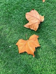 Synthetic Grass Landscape Grass Artificial Turf - Image 4