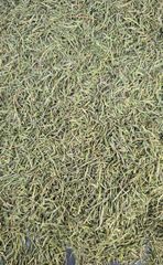 Rosemary Leaves - Image 1