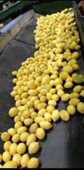 Fresh lemon 🍋 - Image 1
