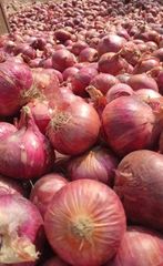 Fresh Onions for sale – product photo 2, product detail gallery