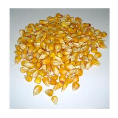 Common Cultivate Poultry Feed Yellow Corn Suppliers Yellow Maize for Animal - Image 4