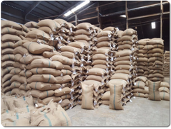 Premium Robusta Coffee beans, green beans, high-quality, Vietnam origin - Image 4