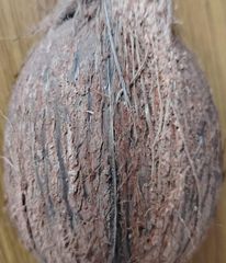 Semi Husked Coconut - Image 2