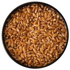 High Protein Wheat Grain With Nutrient Rich Wheat And Premium Seeds For Wholesale Orders - Image 1