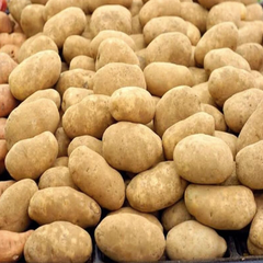 Fresh Potato- Sunshine - Image 1