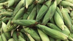 Corn Texture Natural Purity 100% Natural, No Preservatives Certifications Haccp And Gmp Food Certification Shelf Life Long Shelf Life With Maintained - Image 1