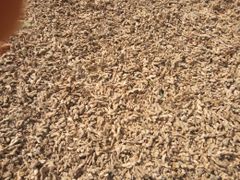 Indian Fresh Ginger – High Oleoresin & Strong Aroma Quality;Soil-Free, Machine-Washed, Ready for Export; - Image 4
