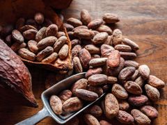 Natural Cocoa Beans For Premium Chocolate Production And Cocoa Processing With Distinct Flavor Pleasant Aroma - Image 5