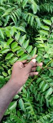 Organic Fresh Curry Leaves directly sourced from Farm land - Image 2