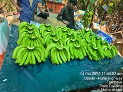 G9 Cavendish Banana Solapur Maharashtra - Image 3