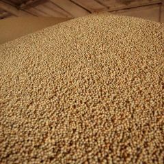 Wholesale Premium Soybean for export - Image 3