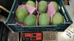 Mango kit - Image 3