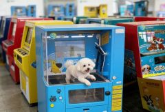 Large Capacity Suitable for Big Dogs Pet Group Bathing Equipment - Image 5