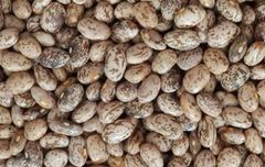 Pinto Beans - Image 1