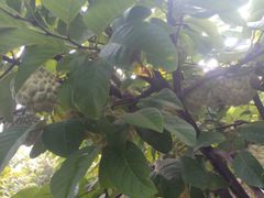 Custard Apples - Image 4
