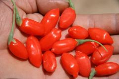 Organic Goji Berry OEM Size Small Package Lowest Price MOQ 500kg OEM/ODM Yes Model NO. OEM Custom Support Type Dried Goji - Image 2