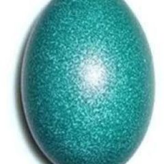 Emu eggs bulk supply - Image 1