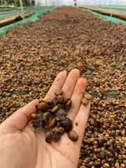 Robusta Green Coffee Beans High Quality Best Seller Robusta Green Coffee Beans screen 16/18 from Vietnam with small MOQ – product photo 2, product detail gallery