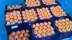 Mandarin - Image 4
