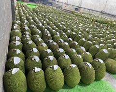 Jackfruits - Image 4