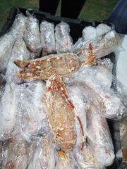lobster (Palinurus mauritanicus) – product photo 2, product detail gallery