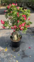 Real Live Indoor Plants Adenium Obesum - Image 2