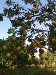 Fresh juicy oranges – product photo 2, product detail gallery