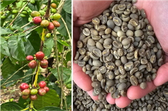 Arabica Coffee Green Beans Indonesia. – product photo 5, product detail gallery