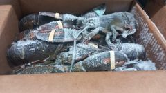 CONSISTENT DELIVERY OF TOP-TIER SEAFOOD EUROPEAN LOBSTER(Homarus gammarus) PRESTIGIOUS FROZEN WHOLE LOBSTER 10KG CARTONS - Image 2