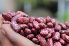 Fresh Red Speckled Beans Whole Dried Pulses Natural Taste High Nutrition Rich Fiber Ideal For Soup Stew Curry And Bulk Food Supply Buy Now Fast Delivery Premium Quality Wholesale - Image 3
