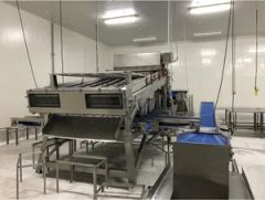 Automatic Industrial 18 Roller Fast Shrimp Grader Multifunction Size Fish Prawn Sorting Grading Machine - Image 5