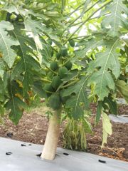 Mulching Film - Image 2
