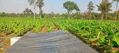 Plantains - Image 7