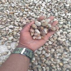 RAW CASHEW NUTS WITH SHELL - Image 1