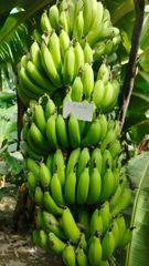 Pakistani fresh banana cavendish - Image 1