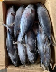 Skipjack Tuna - High Quality Frozen Seafood - Image 5