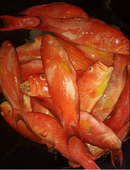 FROZEN RED CORAL GROUPER - HIGH QUALITY Type FROZEN FISH Color Vivid Red Skin Flavor Delicately Sweet Texture Tender White Flesh - Image 1