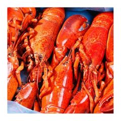 Premium quality Canadian whole raw lobster UHP arranged for bulk buyers with fast delivery - Image 4