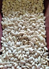white bean - Image 5