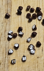 Aframomum melegueta / grains of paradise: used in nutraceutical industry as well as on African cuisine - Image 3