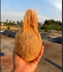 Husked Coconut - Image 1