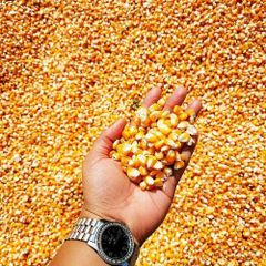 Wholesale Yellow Corn For Sale – product photo 4, product detail gallery