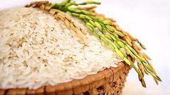 Premium Vietnamese Jasmine Rice – Long Grain Export Quality - Image 1