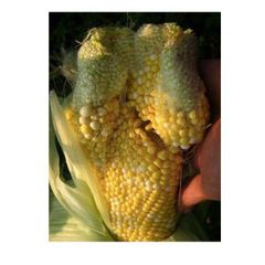 Fresh Sweet Corn Yellow Corn on Cob Farm Fresh Premium Quality Wholesale - Image 4