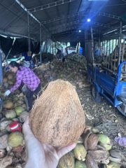 OLD COCONUT FROM VIET NAM - Image 1
