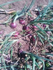 Red onions from Kenya – product photo 3, product detail gallery