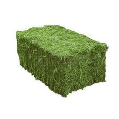 Cheap Top Quality Alfafa Hay for Animal Feeding Stuff Alfalfa ,hay/Timothy hay Alfalfa Hay at very cheap price / Quality Rhodes Grass Hay Alfalfa Alfafa Hay for Animal Feeding /alfalfa hay pellets /Timothy Hay in Bales - Image 1